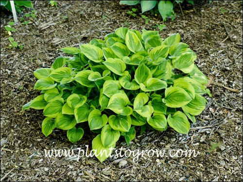 Hosta Grand Tiara
late spring